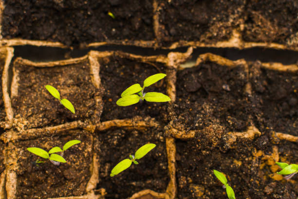 Hybrid Tomato Seeds